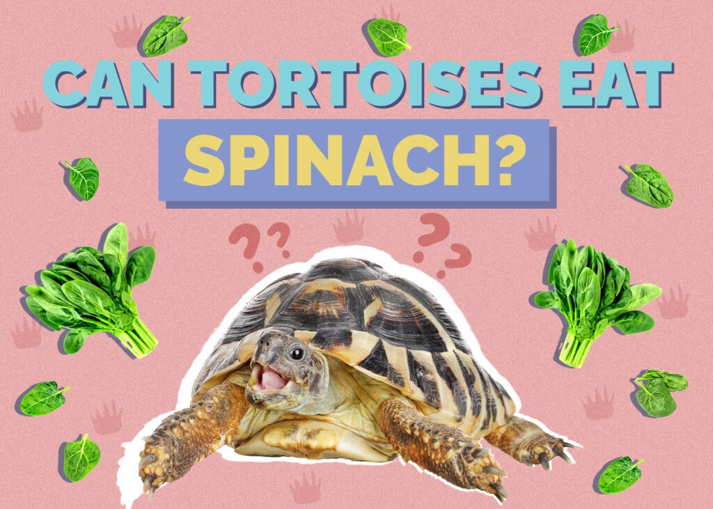 tortoise-spinach