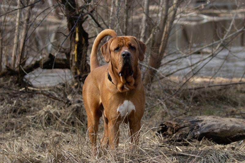 tosa inu dog standing by the river