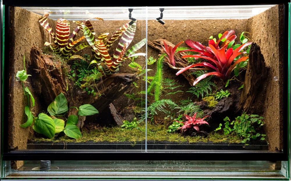 tropical rain forest terrarium