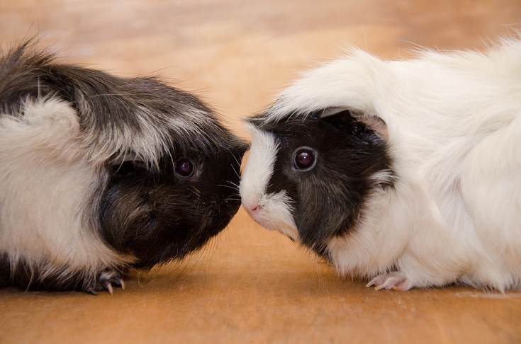 two abyssinian guinea pigs nose to nose