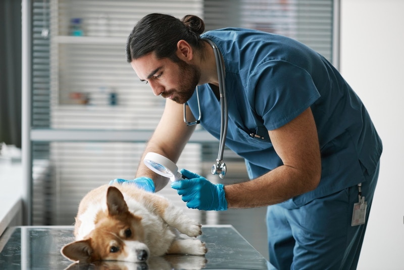 vet checking sick corgi dog