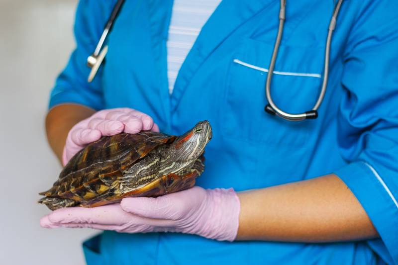 veterinarian keeps a turtle