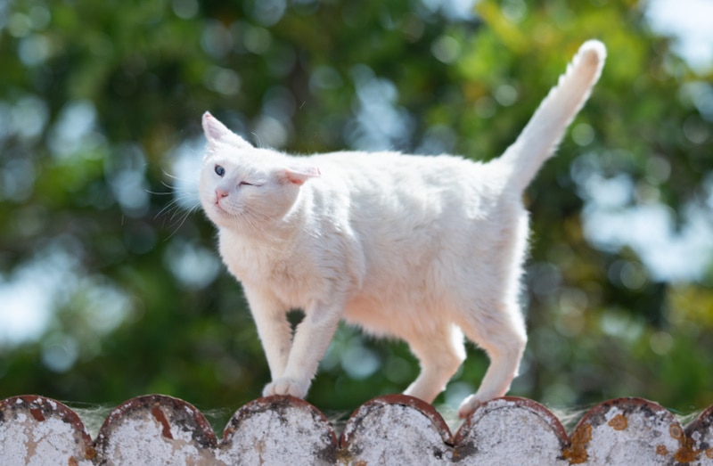white cat shaking its head
