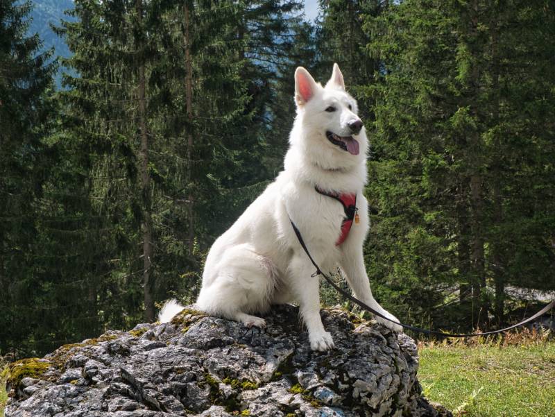 white german shepherd dog with a red harness sits on a rock and poses like a king