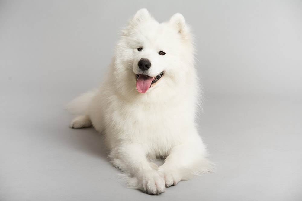 white samoyed dog