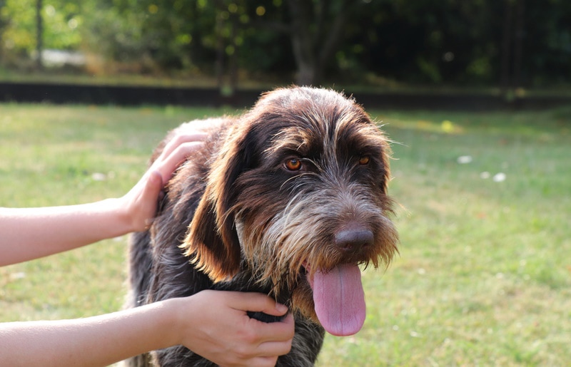 wirehaired pointer griffon hold by owner