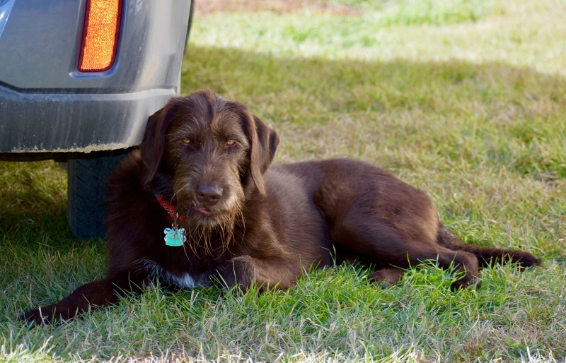 young liver german wirehaired pointer dog lying down on the grass outdoors