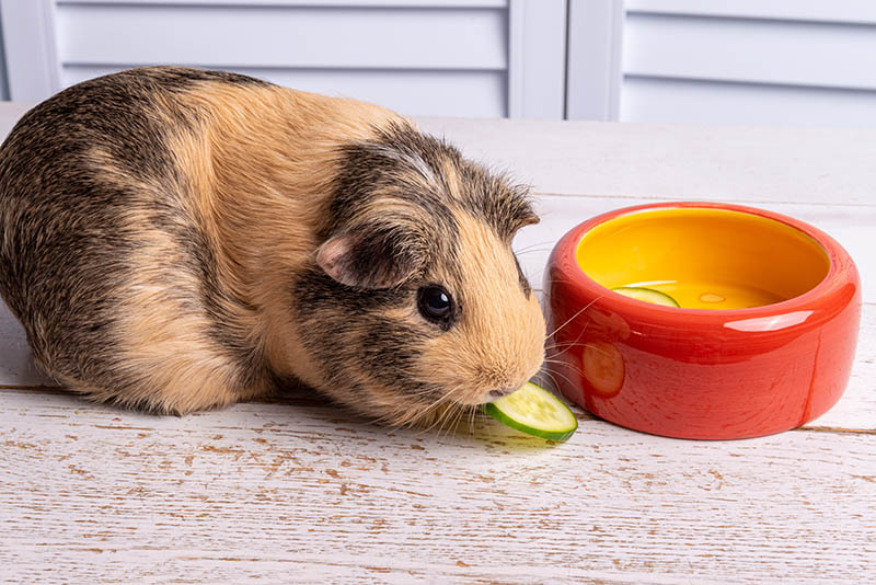 A beige guinea pig of the American breed eats a piece of cucumber near an orange bowl