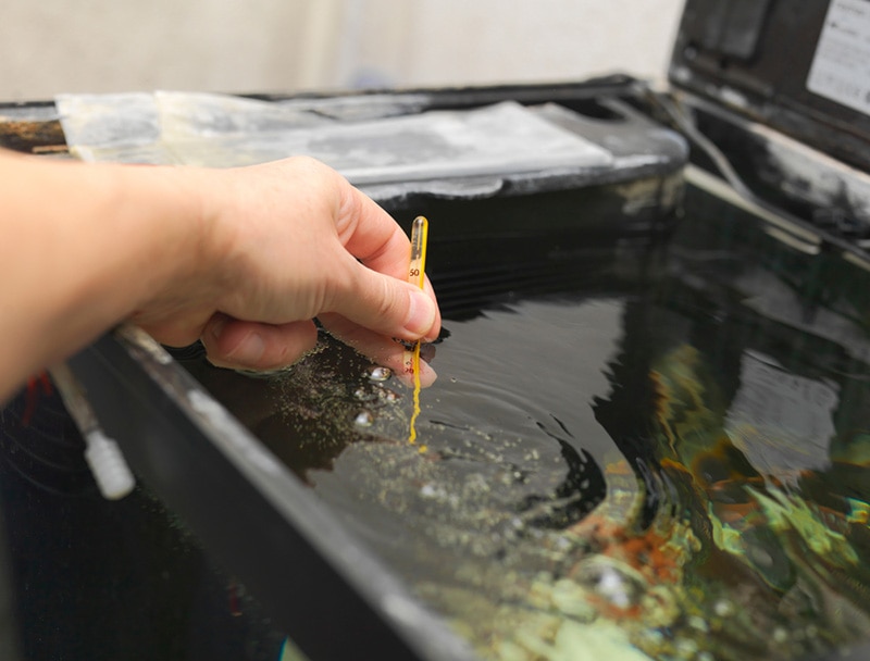 A hand measuring water temperature in a fish tank, indoor closeup