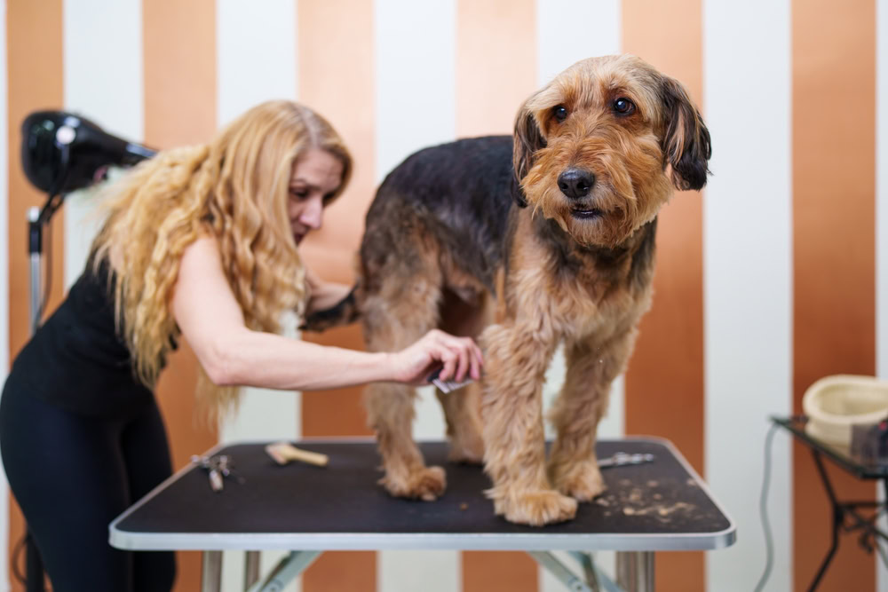 Airedale Terrier dog getting groomed on a table