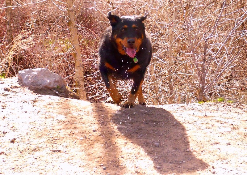 Aireweiler running in the snow