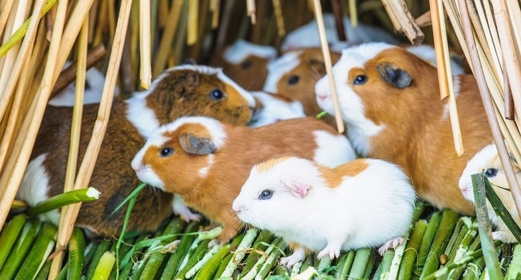 American Guinea Pigs
