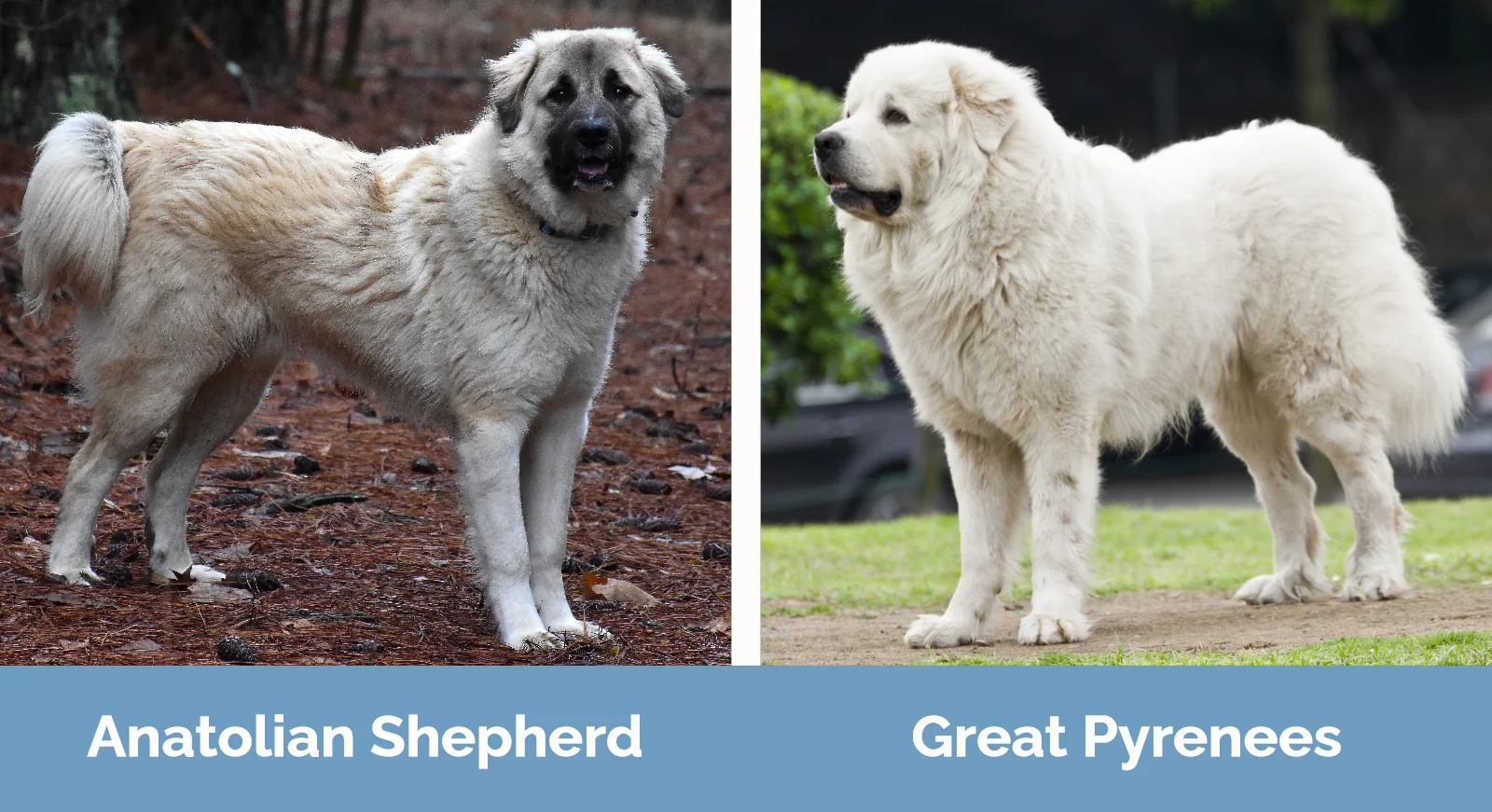 Anatolian Shepherd vs Great Pyrenees - Visual Differences