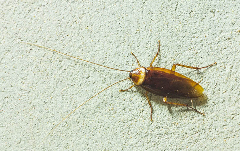 Asian cockroach