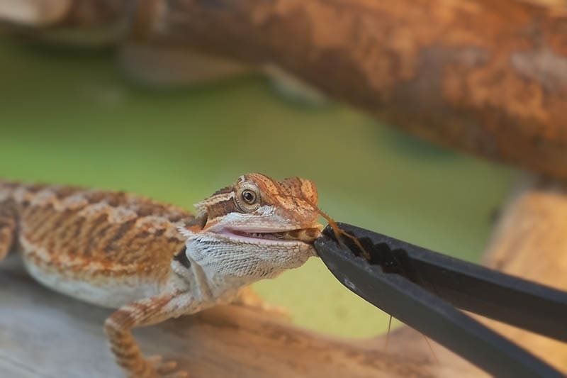 Baby of bearded agama dragon is sitting on log and eating insects at home, closeup side view