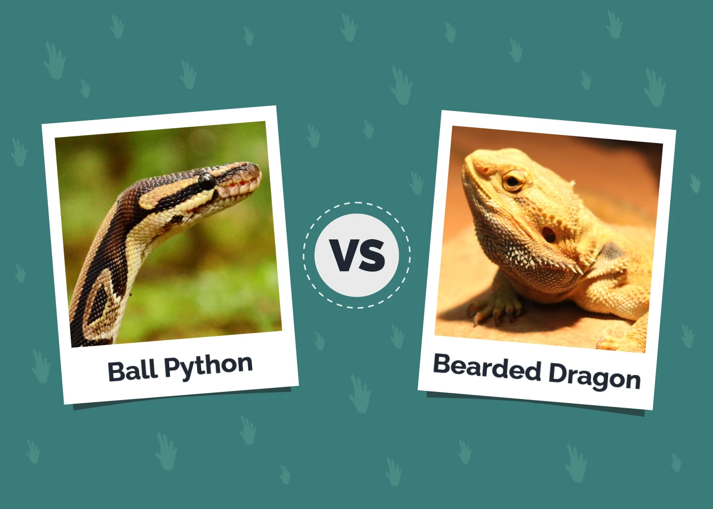 Ball Python vs Bearded Dragon - Featured Image