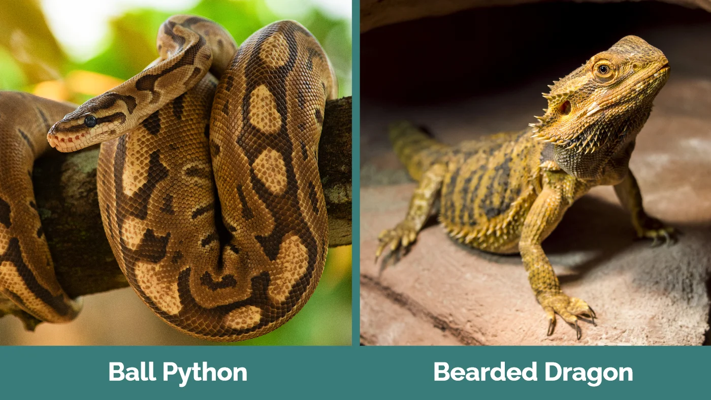 Ball Python vs Bearded Dragon - Visual Differences