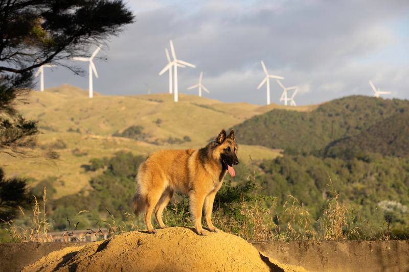 Belgian Shepherd Tervuren standing on a mound with wind turbines
