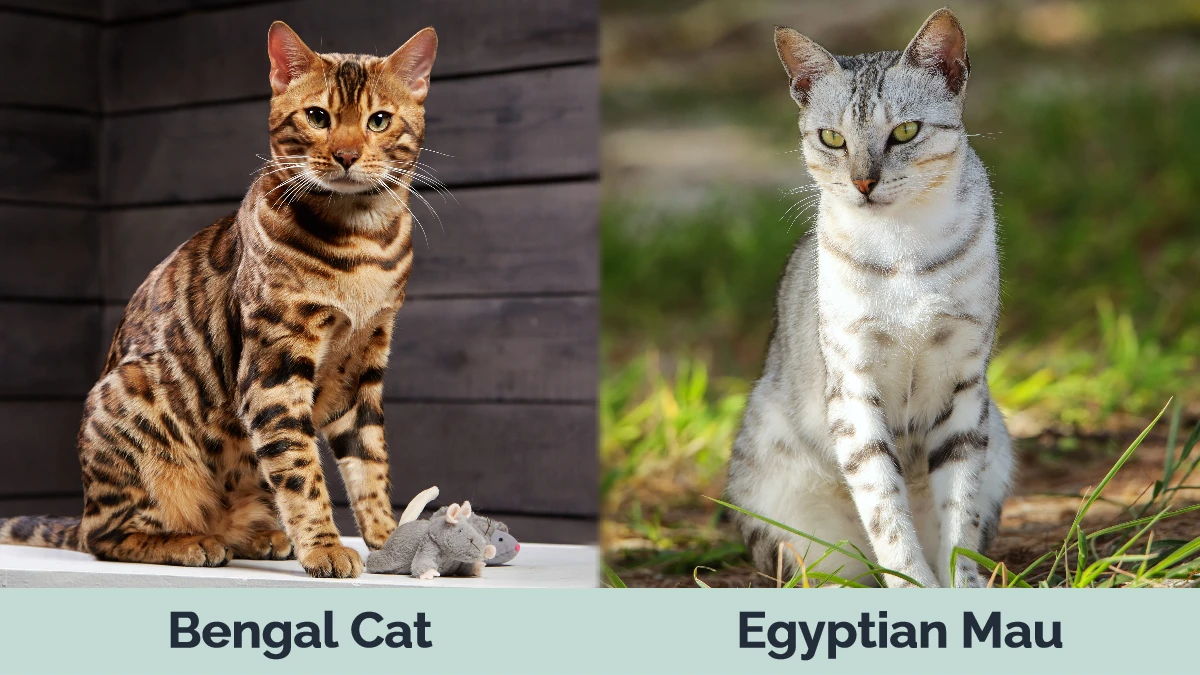 Bengal vs Egyptian Mau - Visual Differences