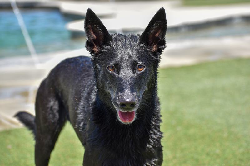 Black Belgian Malinois dog wet at dog water park