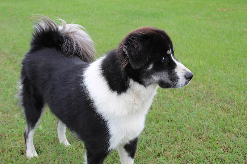 Black and white Great Pyrenees Mix Breed Dog