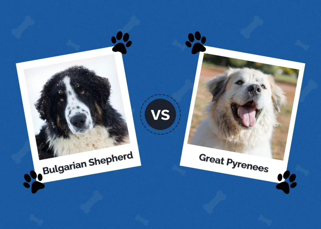 Bulgarian Shepherd vs Great Pyrenees - Featured Image