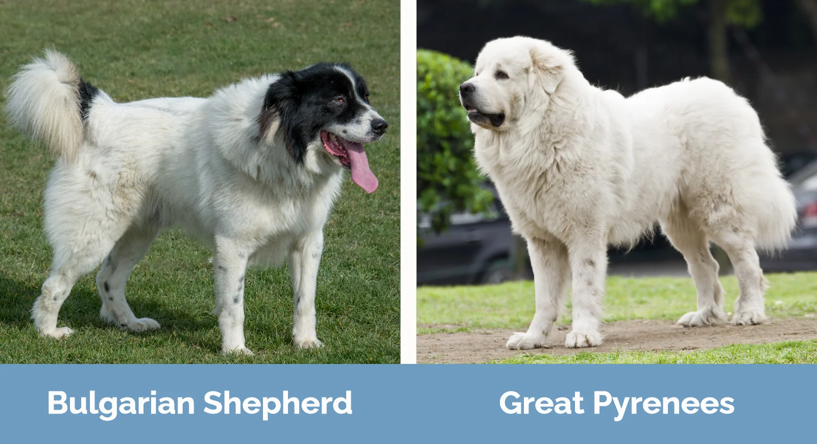 Bulgarian Shepherd vs Great Pyrenees - Visual Differences