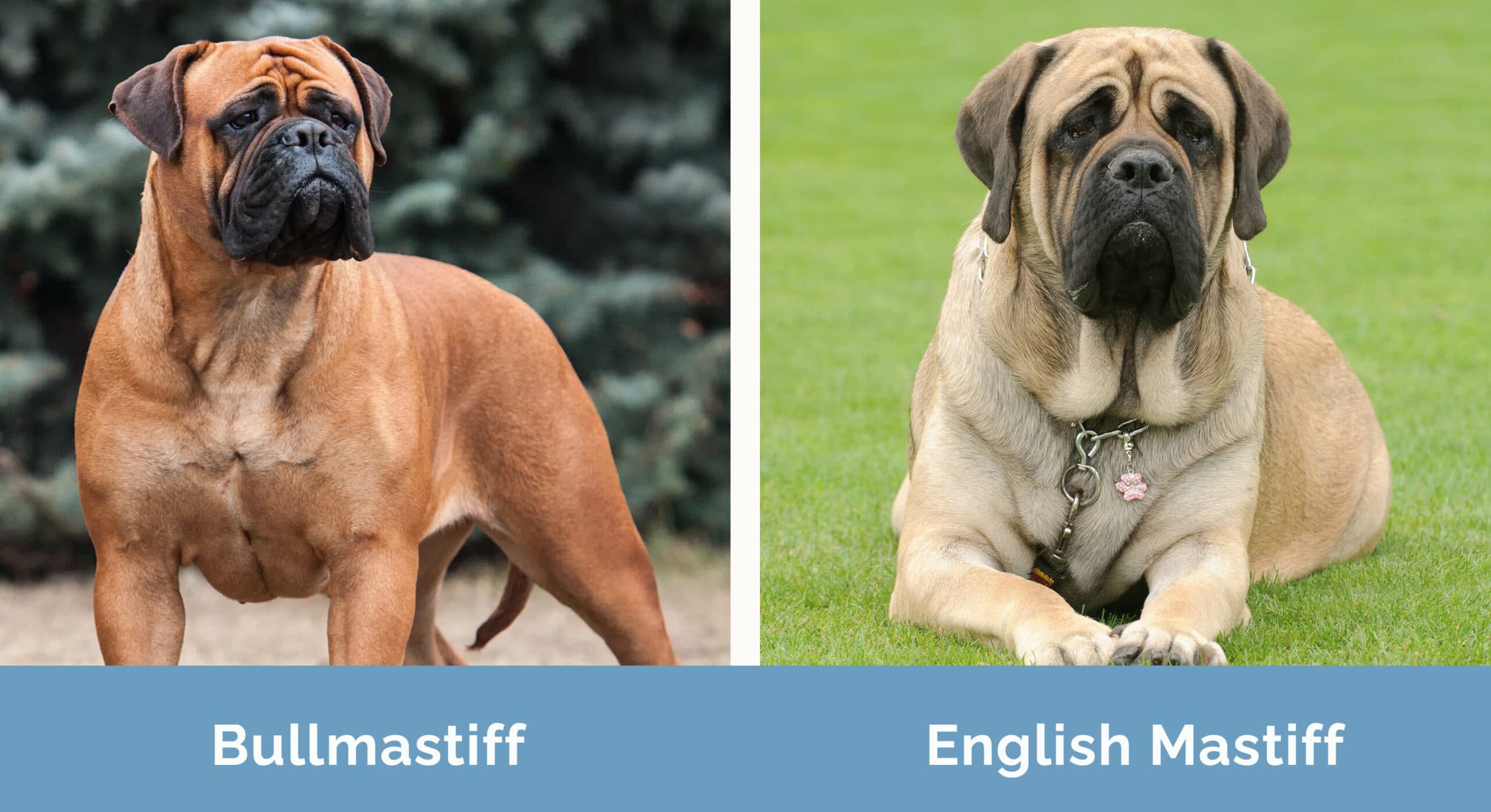 Bullmastiff vs English Mastiff side by side
