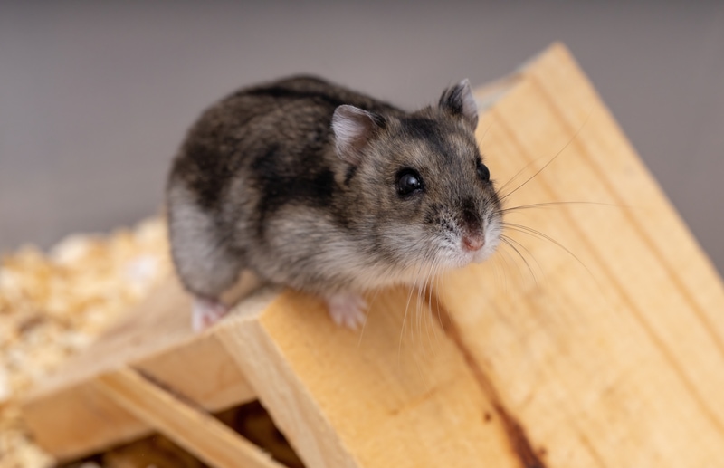 Campbell's dwarf hamster in its cage