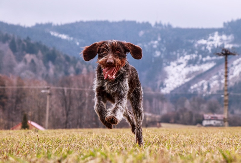 Cesky Fousek dog running in the field