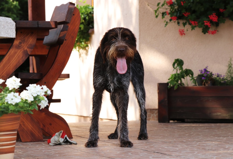 Cesky Fousek dog standing on the patio
