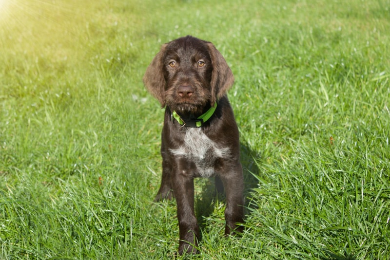 Cesky Fousek puppy standing on grass