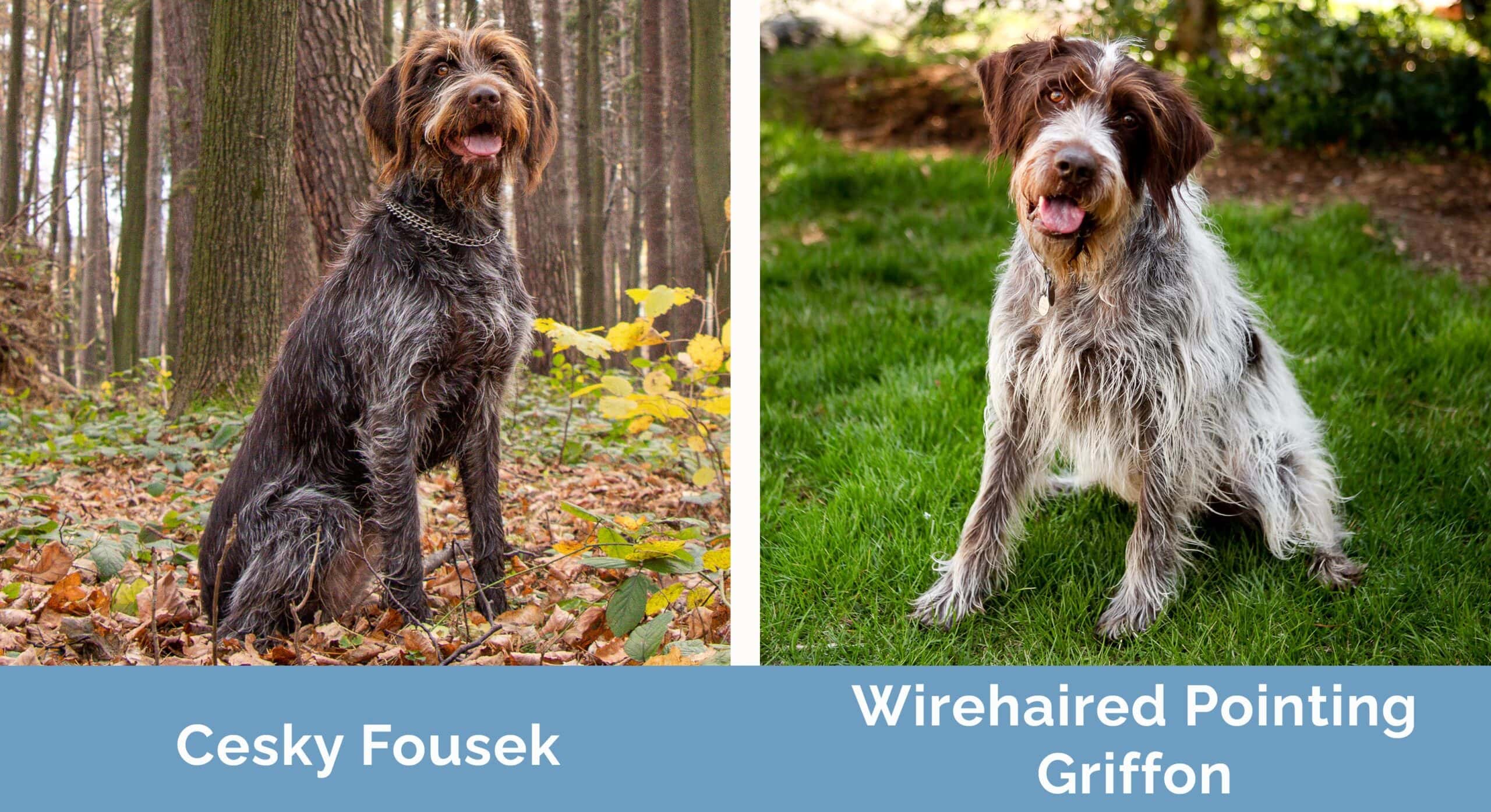 Cesky Fousek vs Wirehaired Pointing Griffon side by side