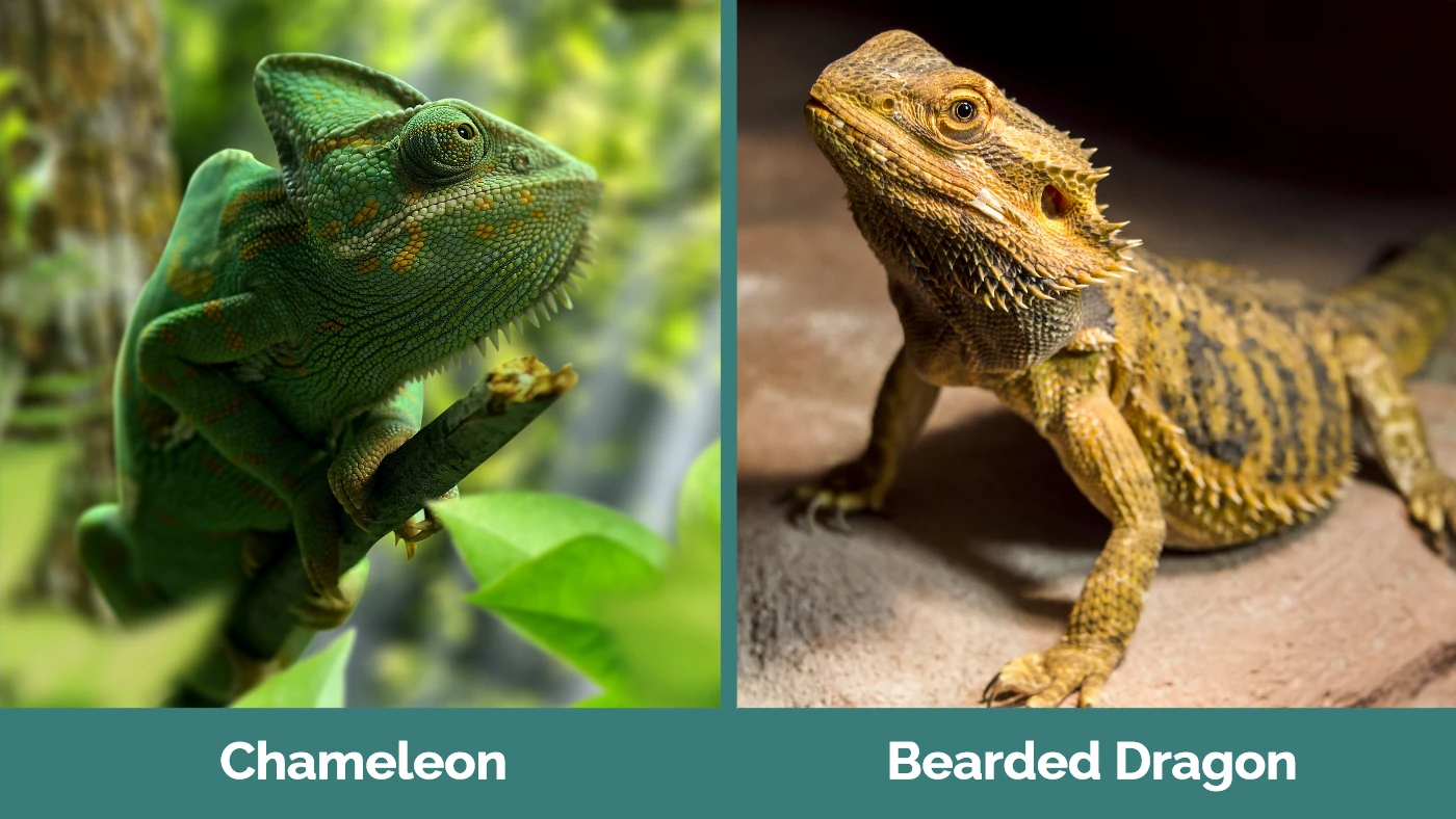 Chameleon vs Bearded Dragon - Visual Differences