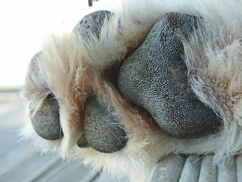 Closeup of front foot of a Pyrenean Mountain Dog
