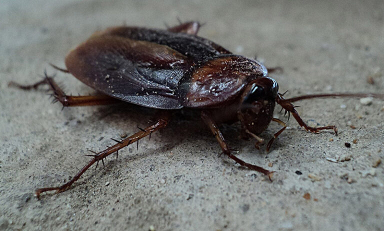 Cockroach Dog My Dog Ate a Cockroach: Here's What to Do (Vet-Reviewed) | Hepper Pet ...
