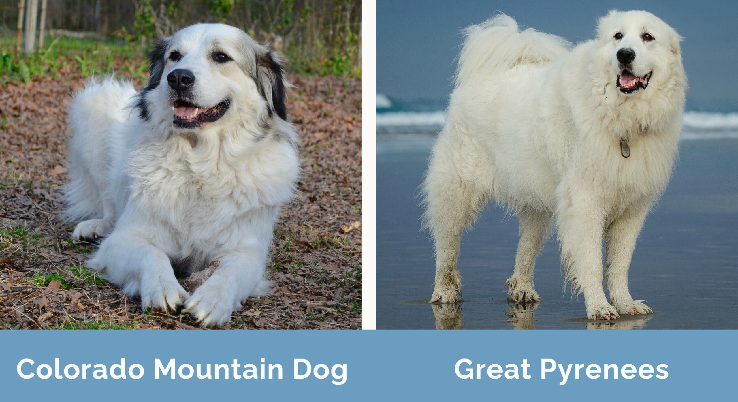 Colorado Mountain Dog vs Great Pyrenees side by side