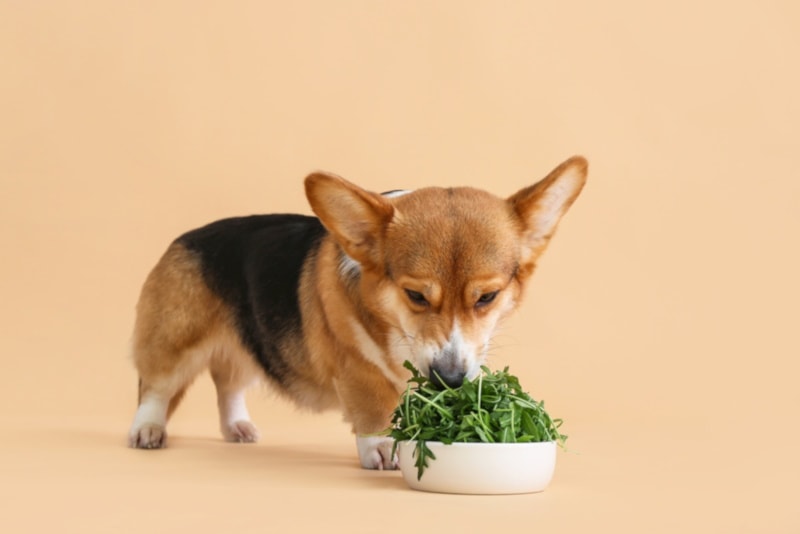 Corgi puppy eating arugula from a bowl