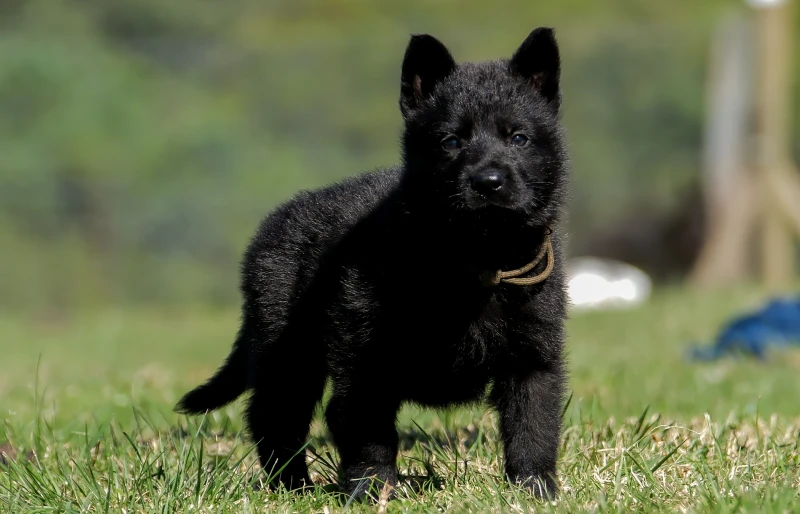 DDR German Shepherd puppy dog walking on grass outdoors
