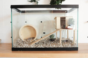 10 DIY Hamster Cages You Can Build at Home (With Pictures) | Hepper Pet ...
