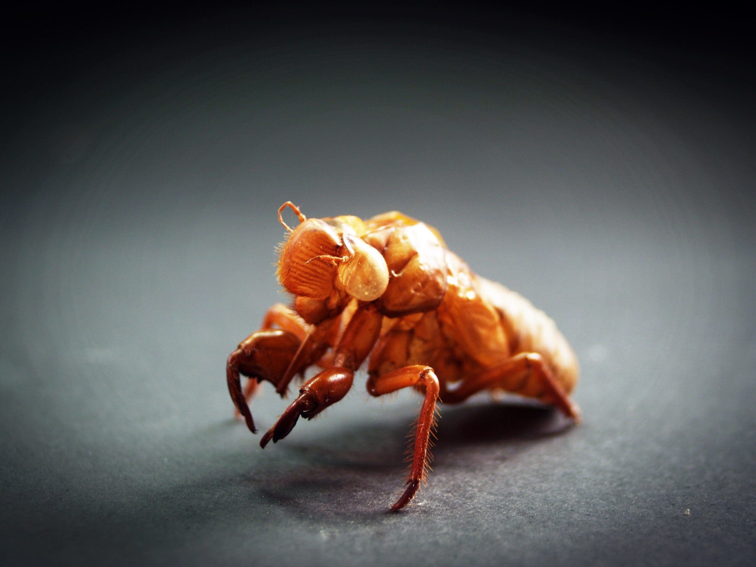 Dead Cricket