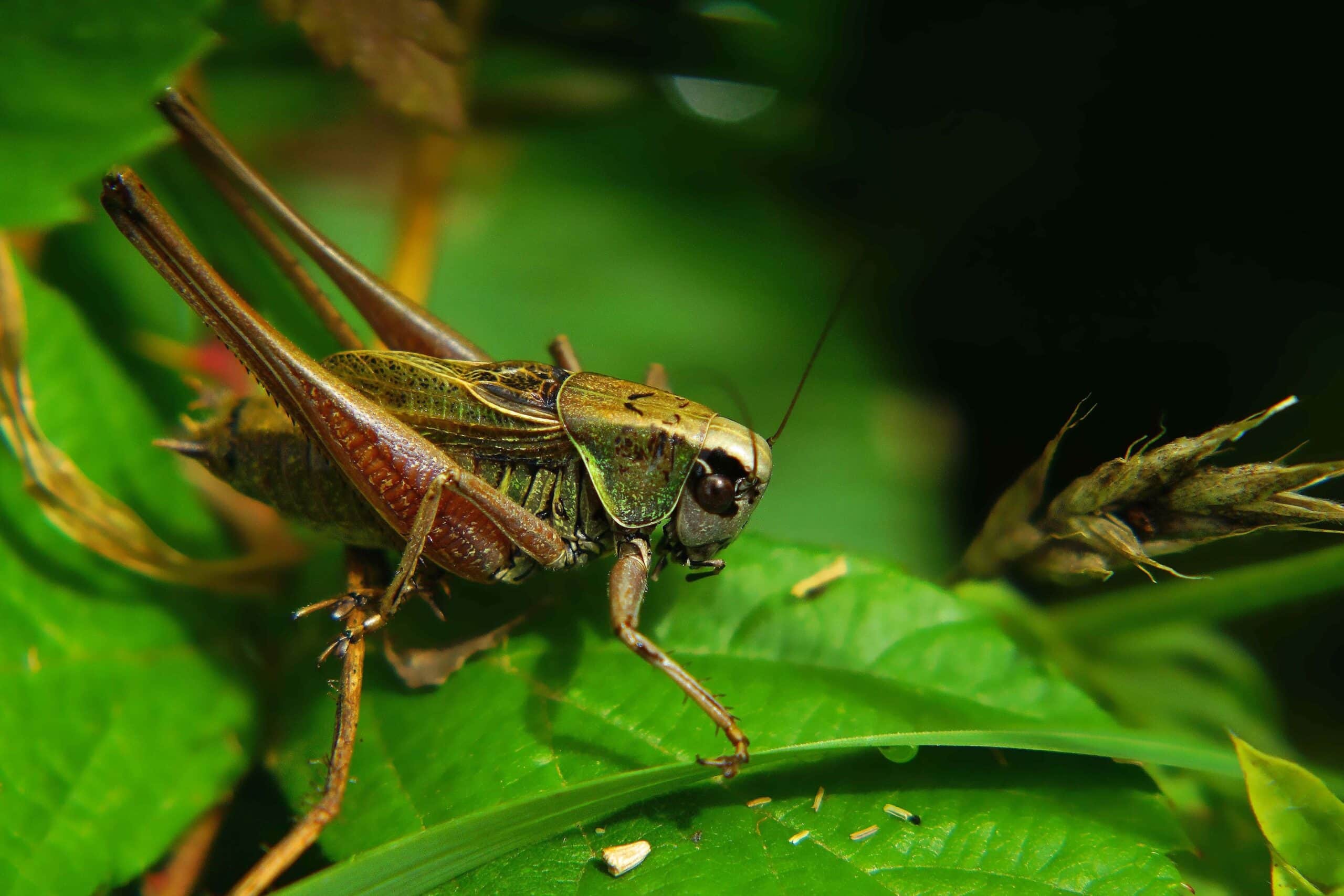 Dead Cricket