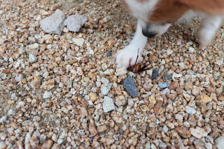 Cockroach Dog My Dog Ate a Cockroach: Here's What to Do (Vet-Reviewed) | Hepper Pet ...