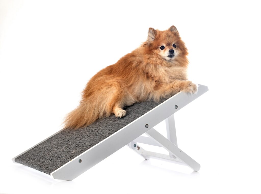 access ramp for dog in front of white background