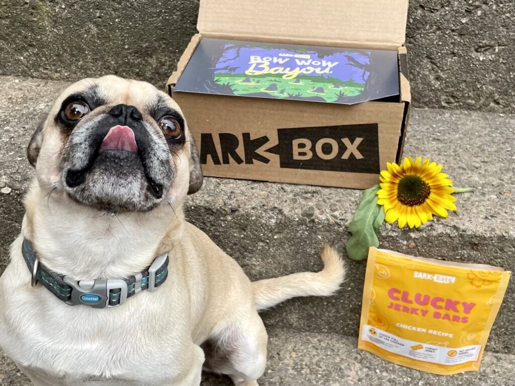 Dog-with-barkbox-and-treats-pug-SPRR