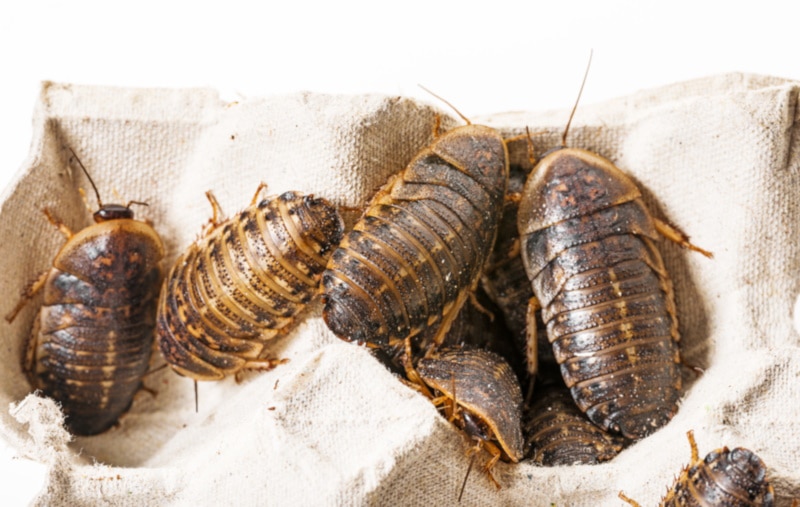 Dubia roaches in a tray