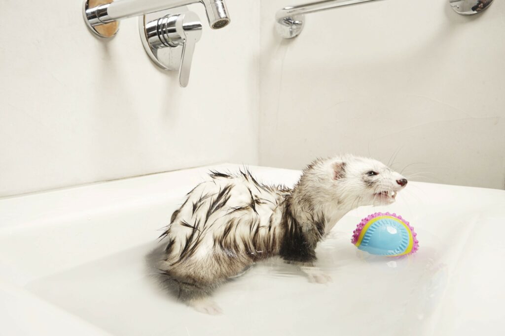 Ferret in a bath