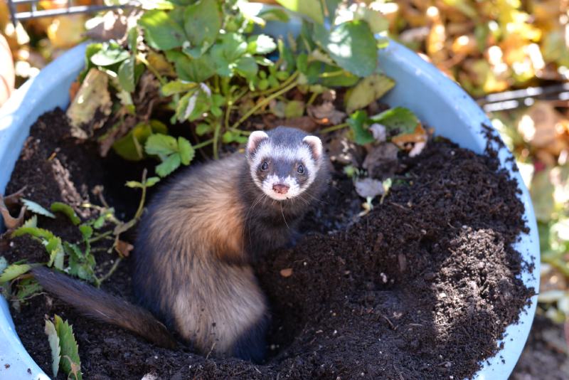 Ferret playing in a flower pot digging soil