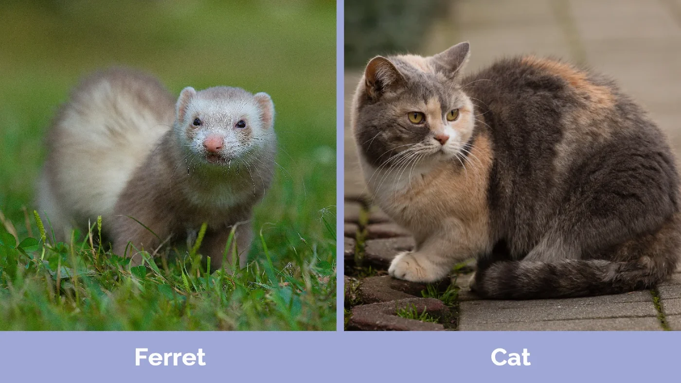 Ferret vs Cat - Visual Differences