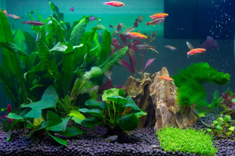 Free-swimming aquarium fish in a fish tank